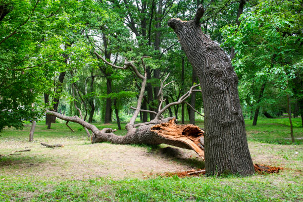 Best Stump Grinding and Removal  in East Bethel, MN